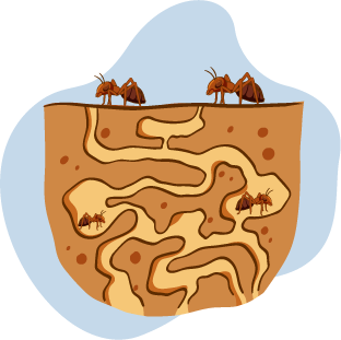 Ants