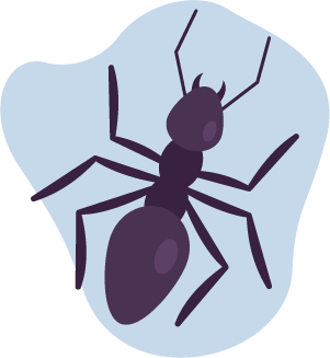 Ants