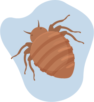 Bed Bugs