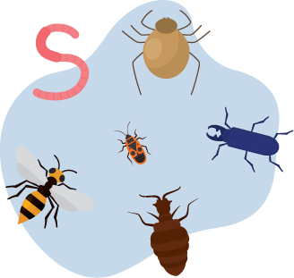 Silverfish