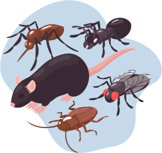 Spiders