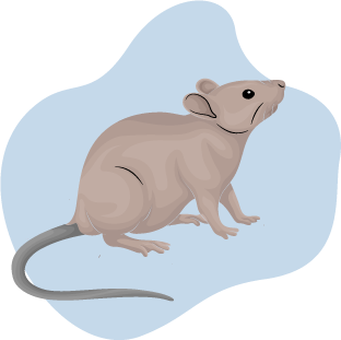 Mice