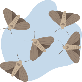 Moths