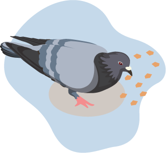 Birds