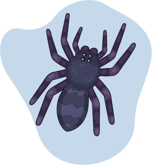 Spiders