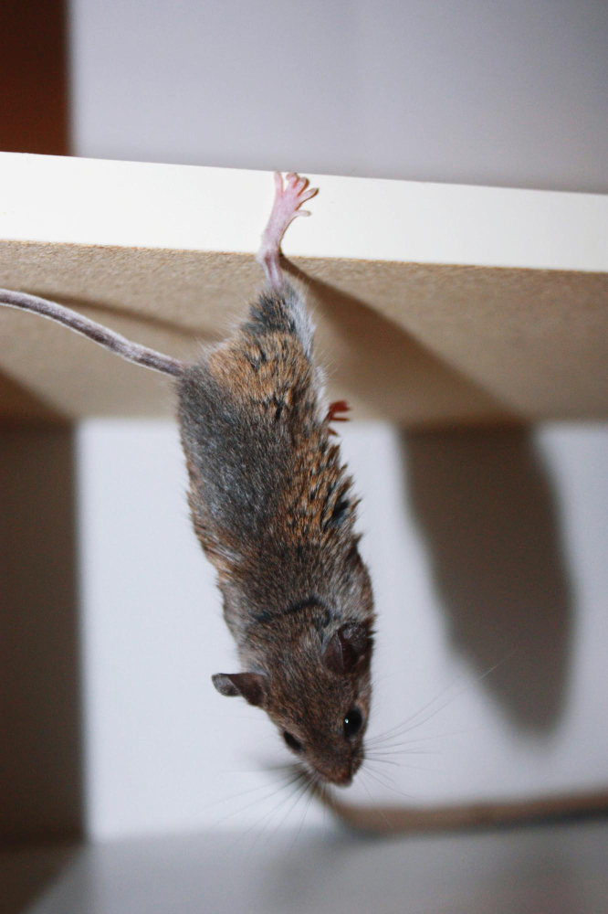 5 Hidden Places Mice Love to Nest In Your Home