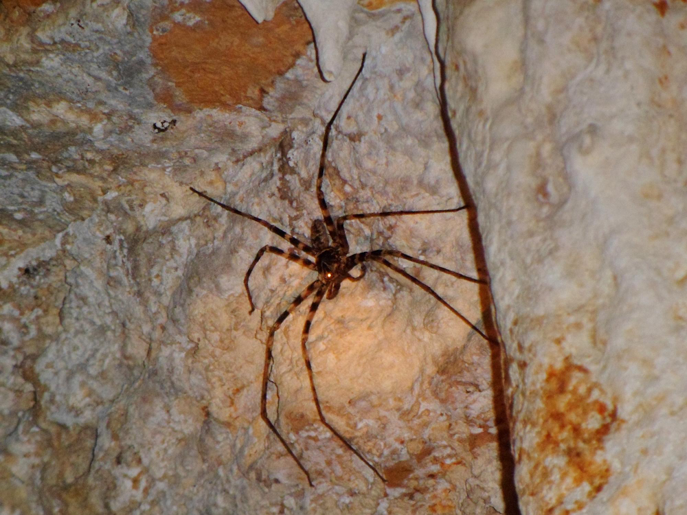 Are House Spiders Dangerous? Here’s the Truth