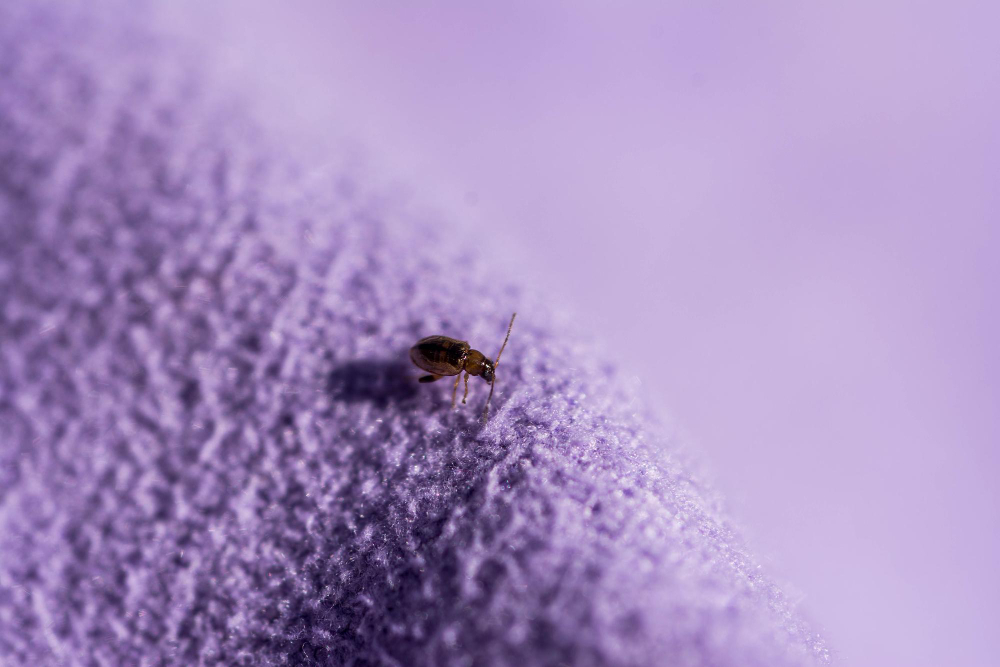 Cleaning Isn’t Enough – Why Bed Bugs Keep Spreading