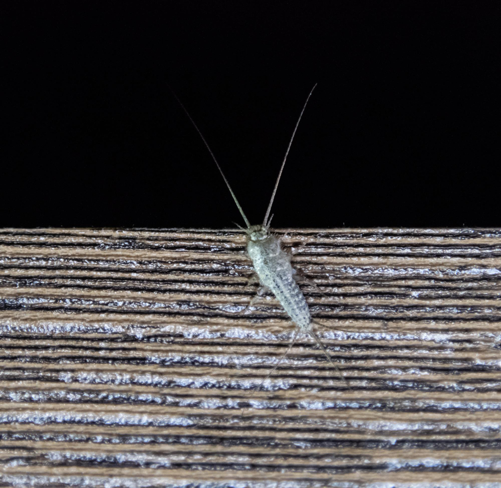 The Silent Book Destroyer: Why Silverfish Love Paper