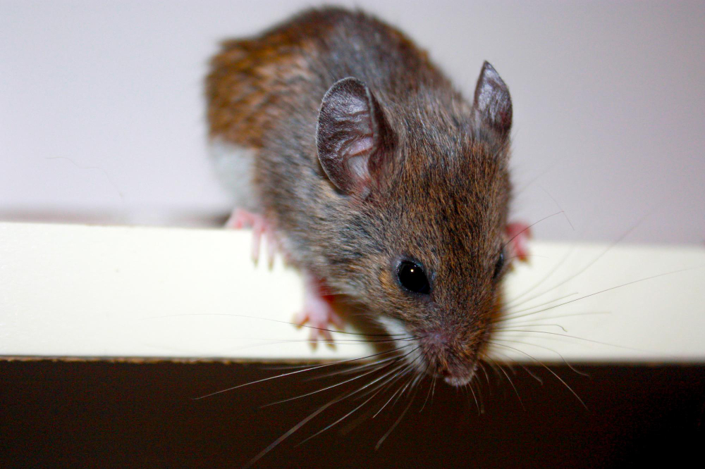 Do Mice Really Come Indoors in Winter?