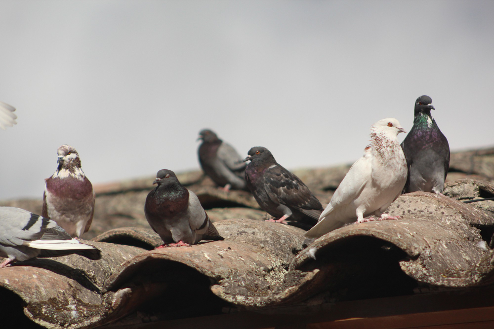 How Pigeons Damage Roofs and Gutters