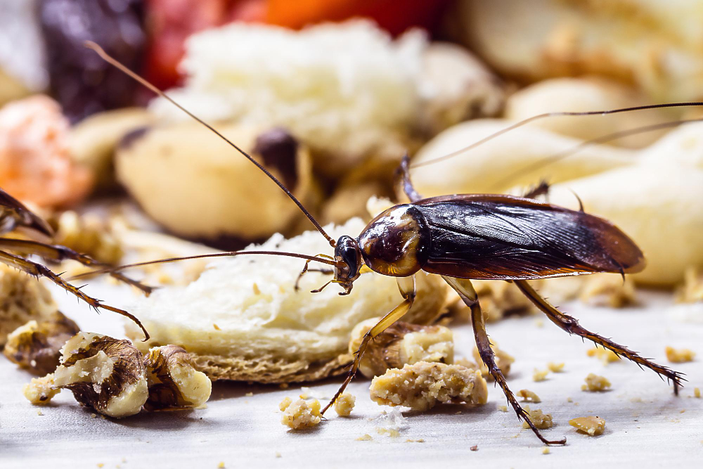 https://pestpatrol.uk/how-to-keep-cockroaches-out-of-your-kitchen-for-good/