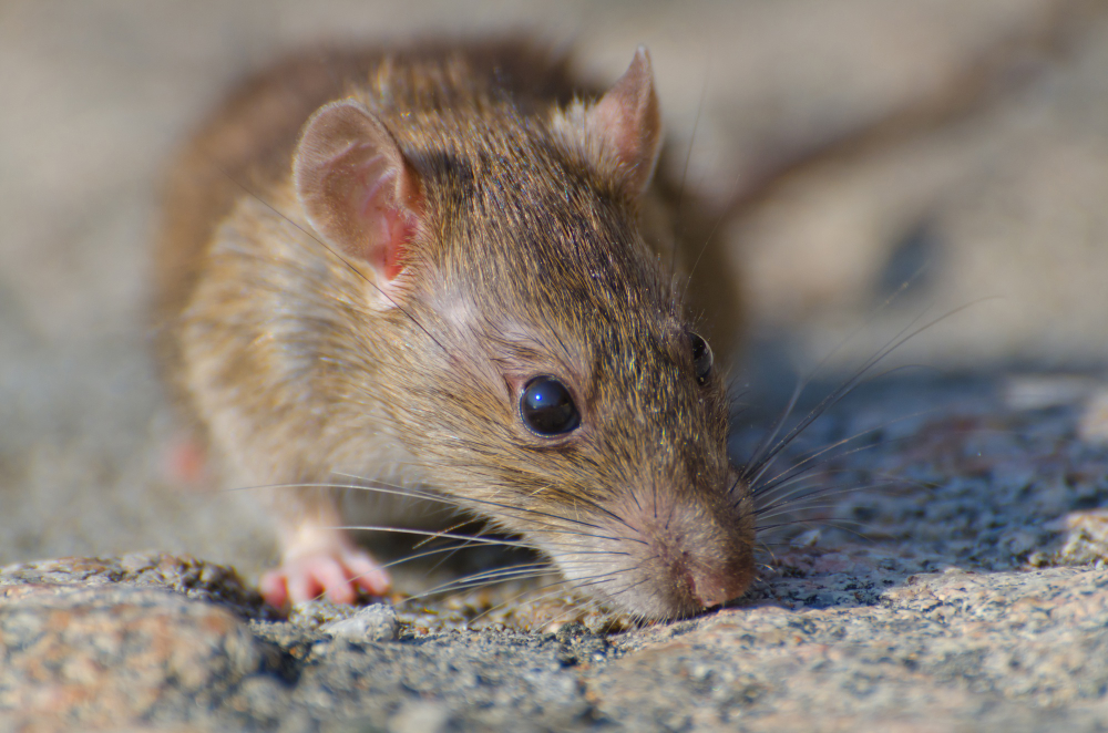 How to Tell If You Have Rats or Mice