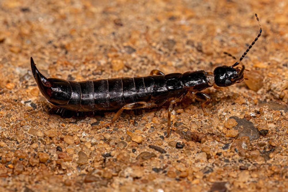Moisture Problems? You Might Have Earwigs Too