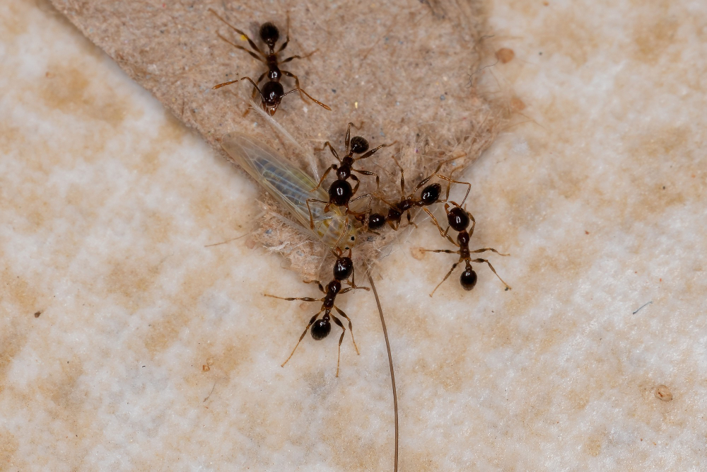 Natural vs. Professional Ant Control – What Works Best?