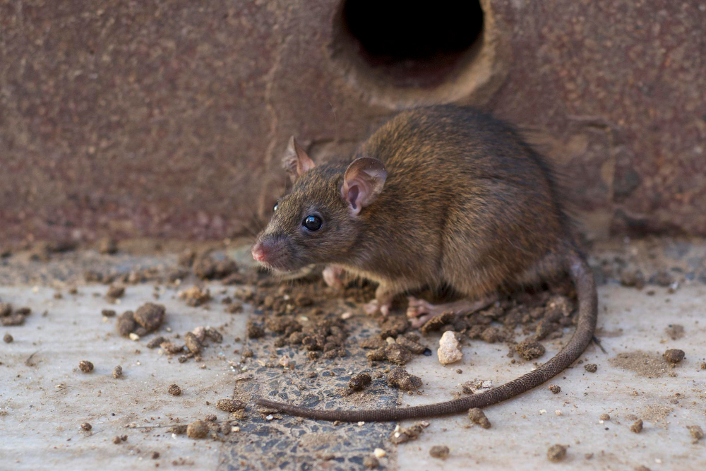 The Real Cost of a Rat Infestation in Your Home