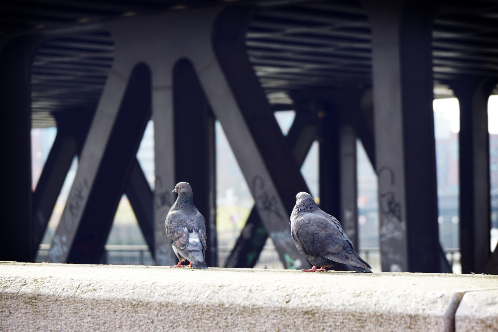 The Right Way to Deter Birds Without Breaking the Law