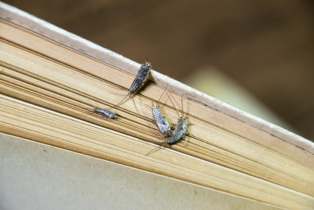 The Silent Book Destroyer: Why Silverfish Love Paper
