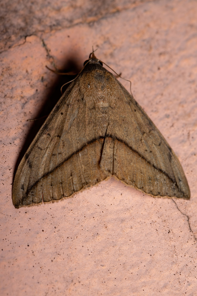 The Truth About Pantry Moths and How to Get Rid of Them
