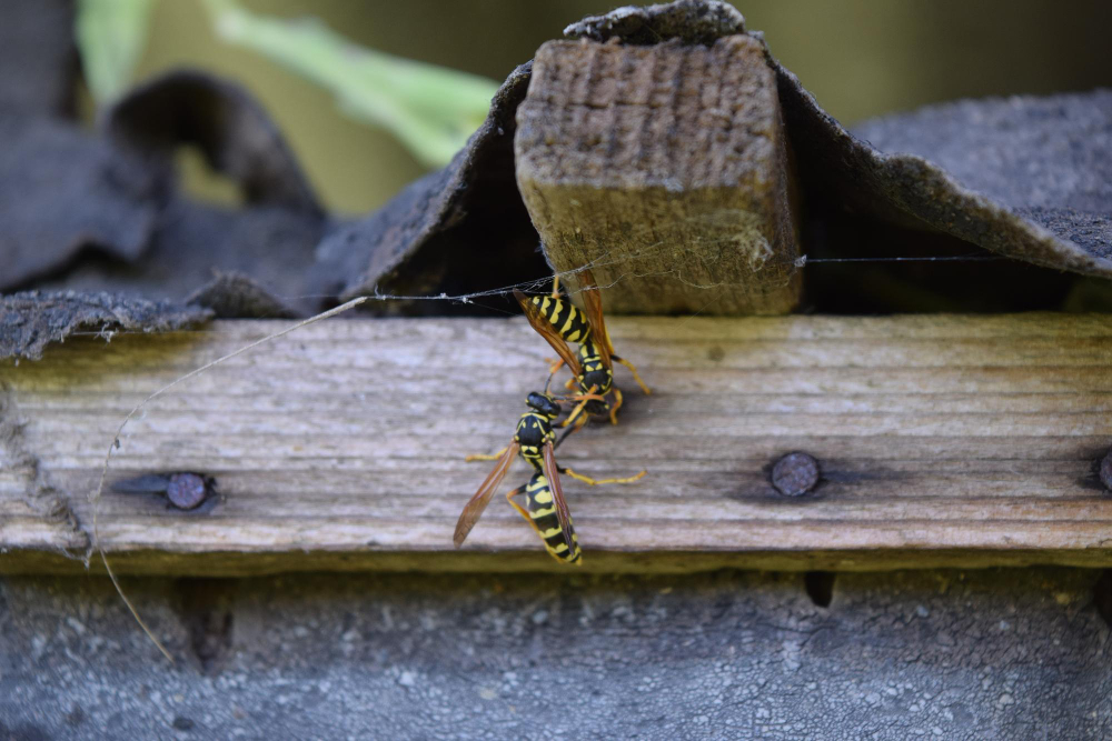 Wasp Season: Why They’re So Aggressive in Late Summer