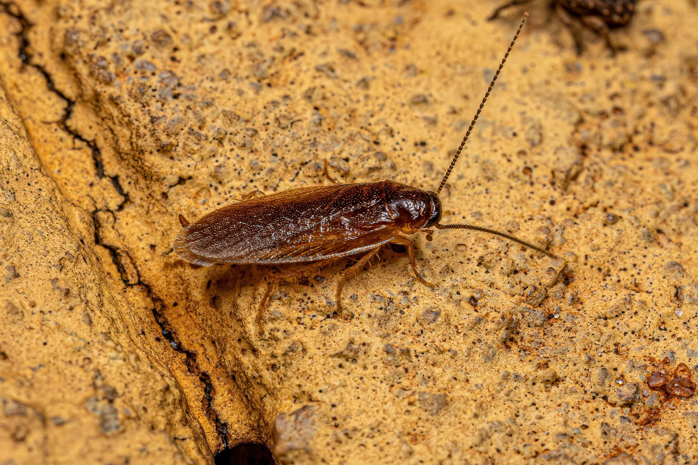 Why Cockroaches Thrive in Urban Homes