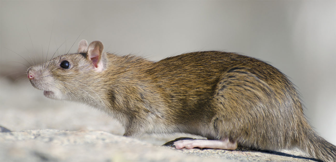 Clark Pest Control Rats Residential rodent, rat pest control services in London - Pestpatrol